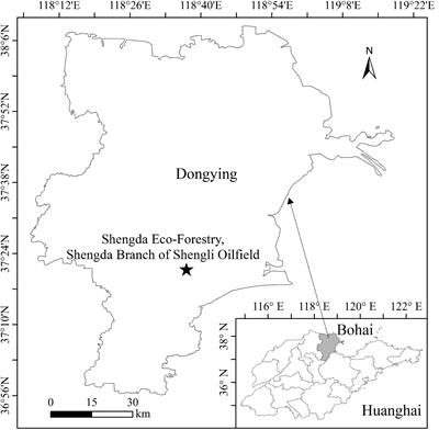 Eco-physiological response mechanism of Tamarix chinensis to soil water changes in coastal wetlands of the Yellow River Delta